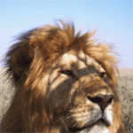 Gif animé lion
